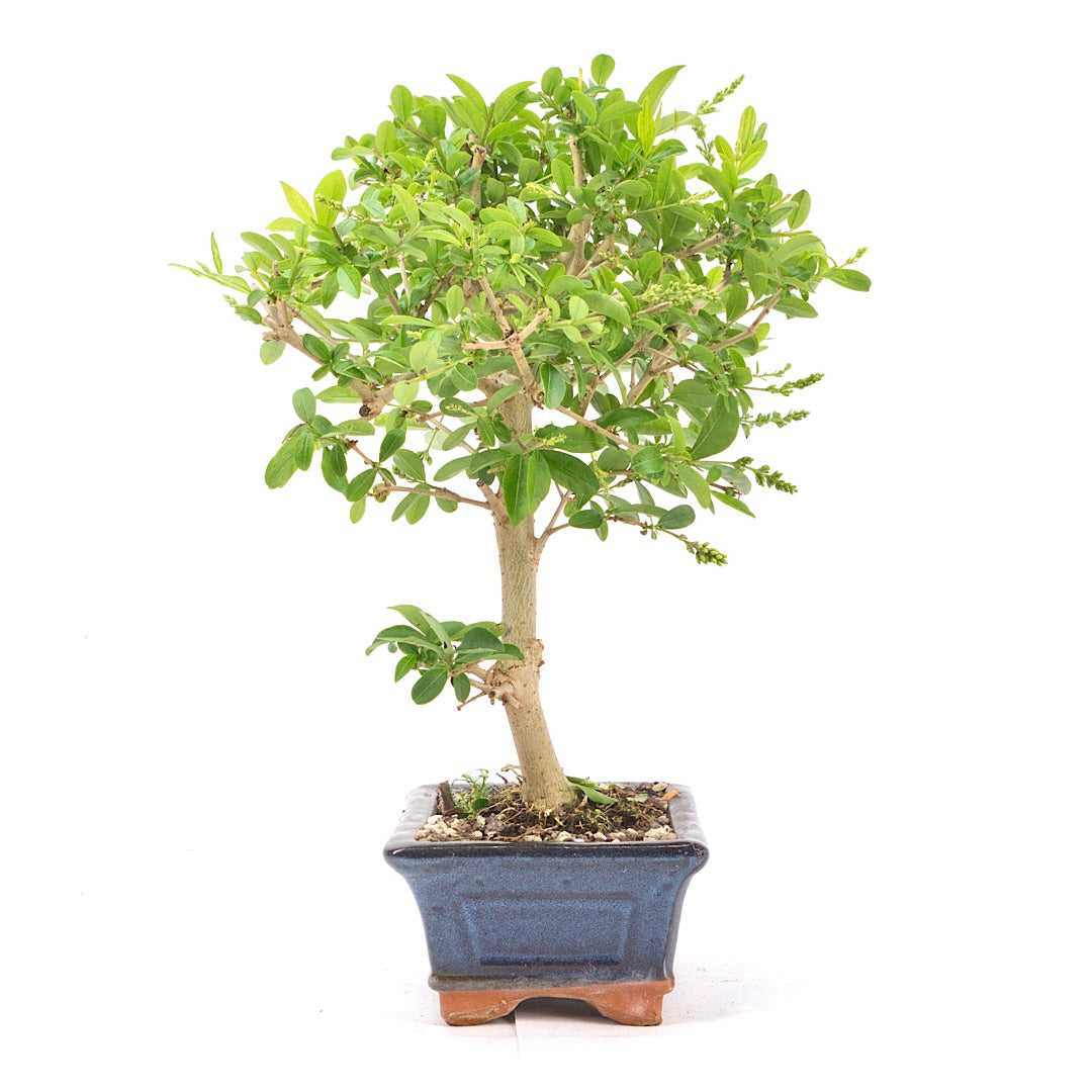 Gewöhnlichen Liguster ‚Ligustrum vulgare‘