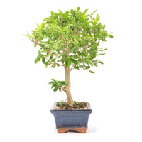 Gewöhnlichen Liguster ‚Ligustrum vulgare‘