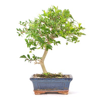 Gewöhnlichen Liguster ‚Ligustrum vulgare‘