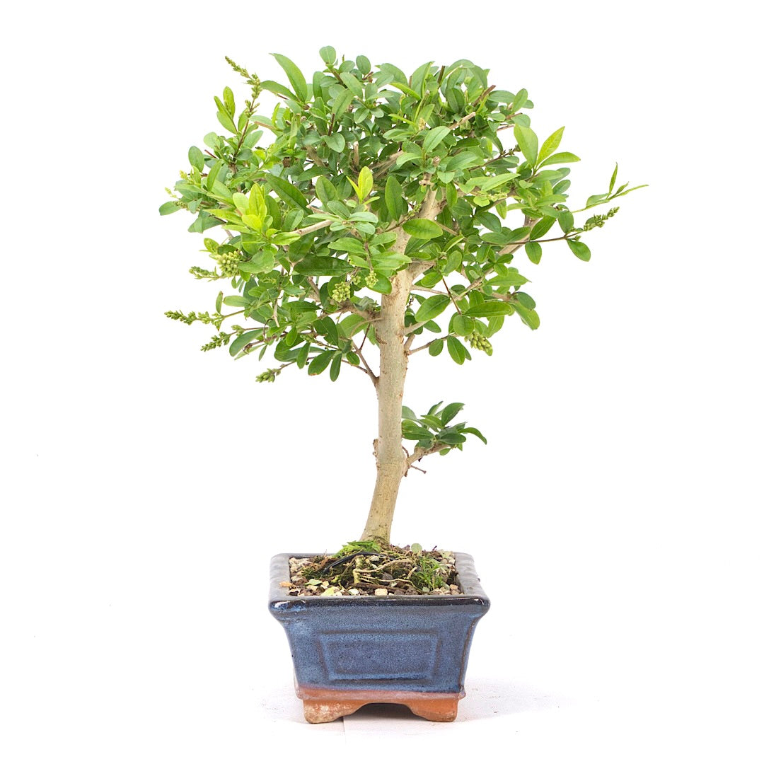 Gewöhnlichen Liguster ‚Ligustrum vulgare‘