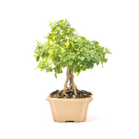 Ovalblättriger Liguster ‚Ligustrum ovalifolium‘