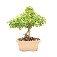 Ovalblättriger Liguster ‚Ligustrum ovalifolium‘