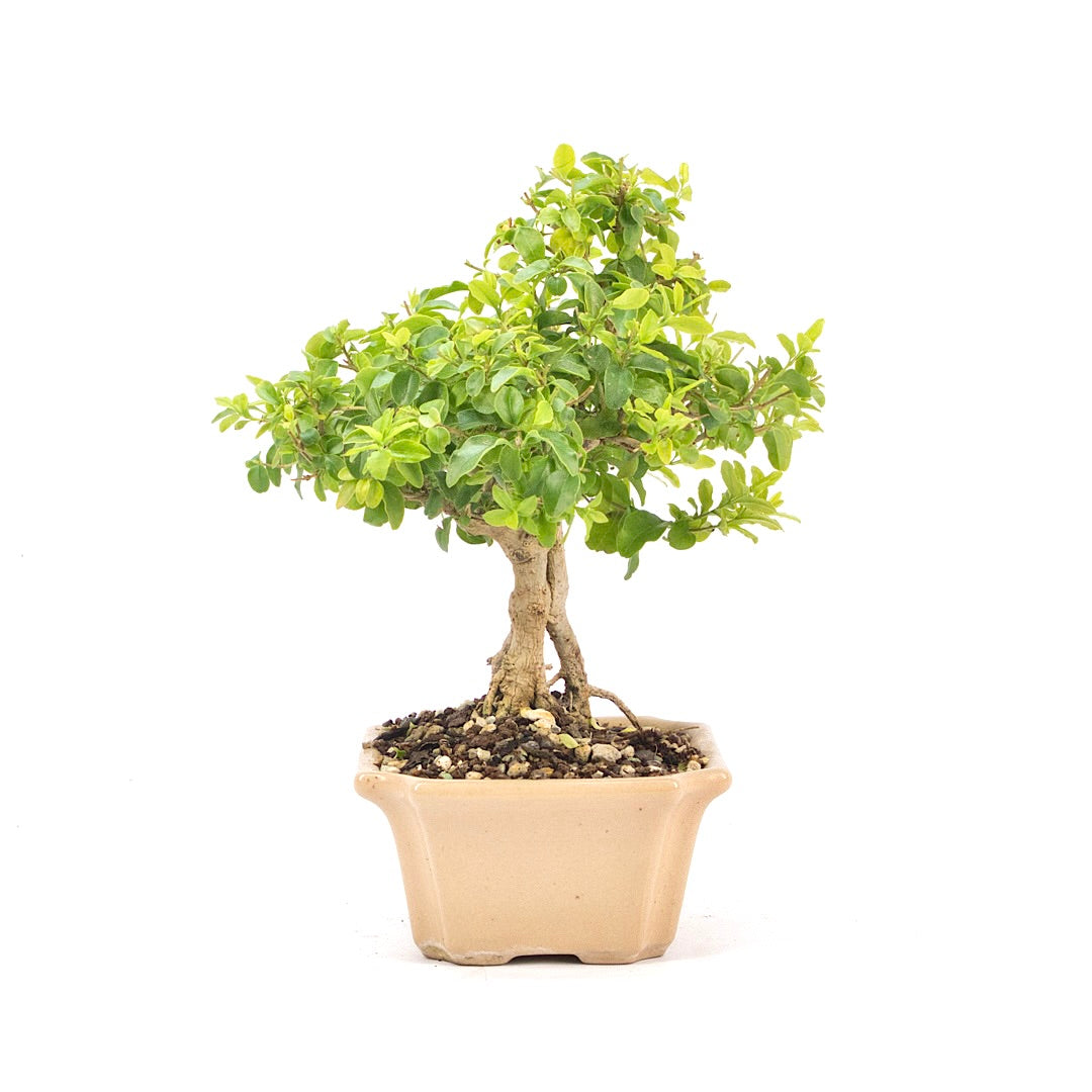 Ovalblättriger Liguster ‚Ligustrum ovalifolium‘