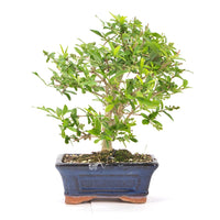 Gewöhnlichen Liguster ‚Ligustrum vulgare‘
