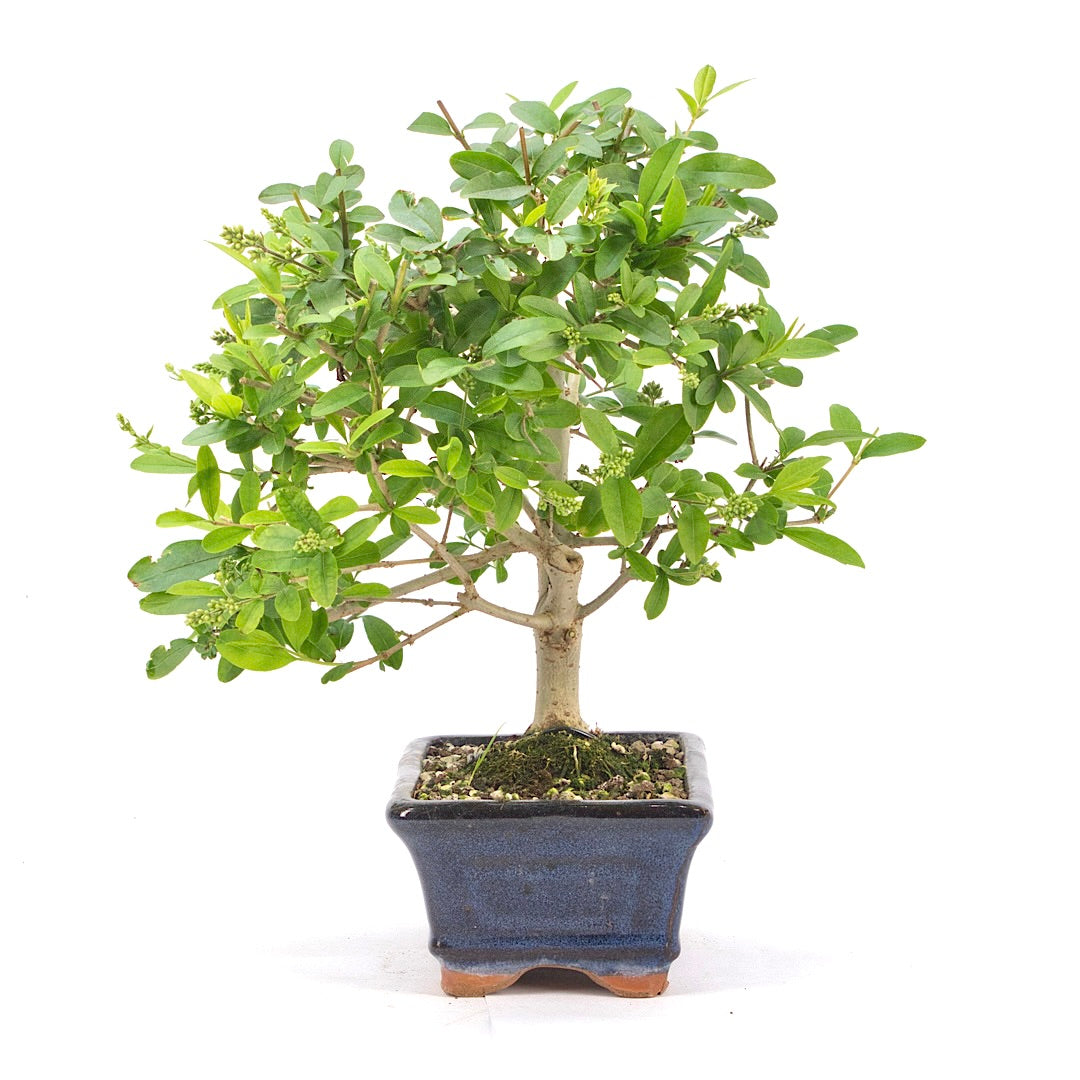 Gewöhnlichen Liguster ‚Ligustrum vulgare‘