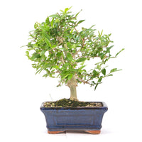 Gewöhnlichen Liguster ‚Ligustrum vulgare‘