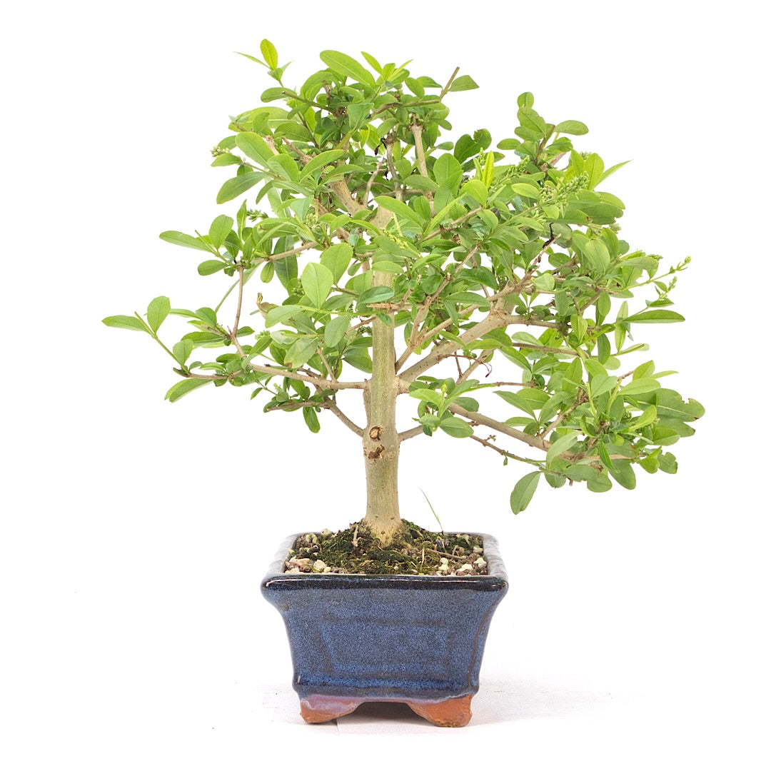 Gewöhnlichen Liguster ‚Ligustrum vulgare‘