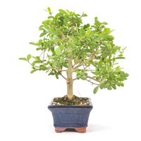 Gewöhnlichen Liguster ‚Ligustrum vulgare‘