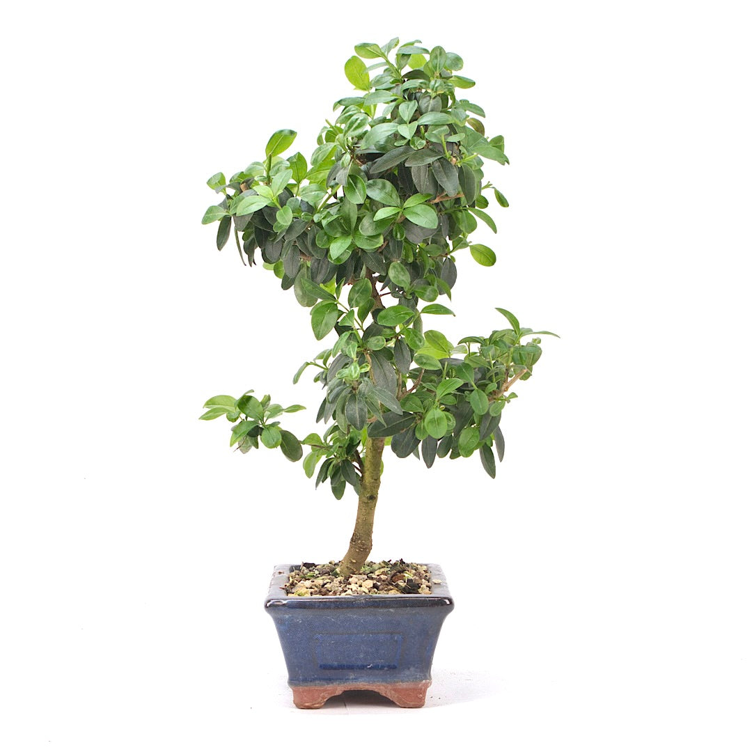 Gewöhnlichen Liguster ‚Ligustrum vulgare‘