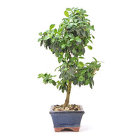 Gewöhnlichen Liguster ‚Ligustrum vulgare‘