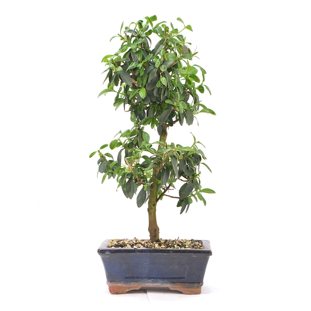 Gewöhnlichen Liguster ‚Ligustrum vulgare‘
