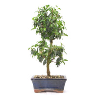Gewöhnlichen Liguster ‚Ligustrum vulgare‘