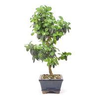 Gewöhnlichen Liguster ‚Ligustrum vulgare‘