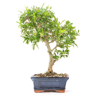 Gewöhnlichen Liguster ‚Ligustrum vulgare‘