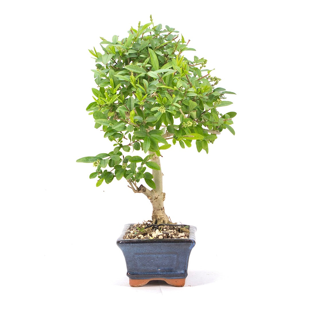 Gewöhnlichen Liguster ‚Ligustrum vulgare‘