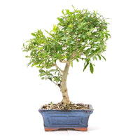 Gewöhnlichen Liguster ‚Ligustrum vulgare‘