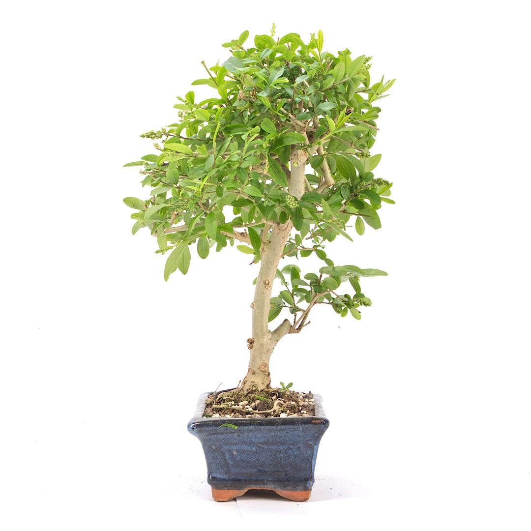 Gewöhnlichen Liguster ‚Ligustrum vulgare‘