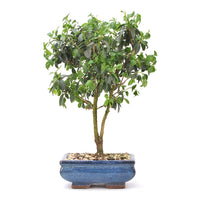 Gewöhnlichen Liguster ‚Ligustrum vulgare‘