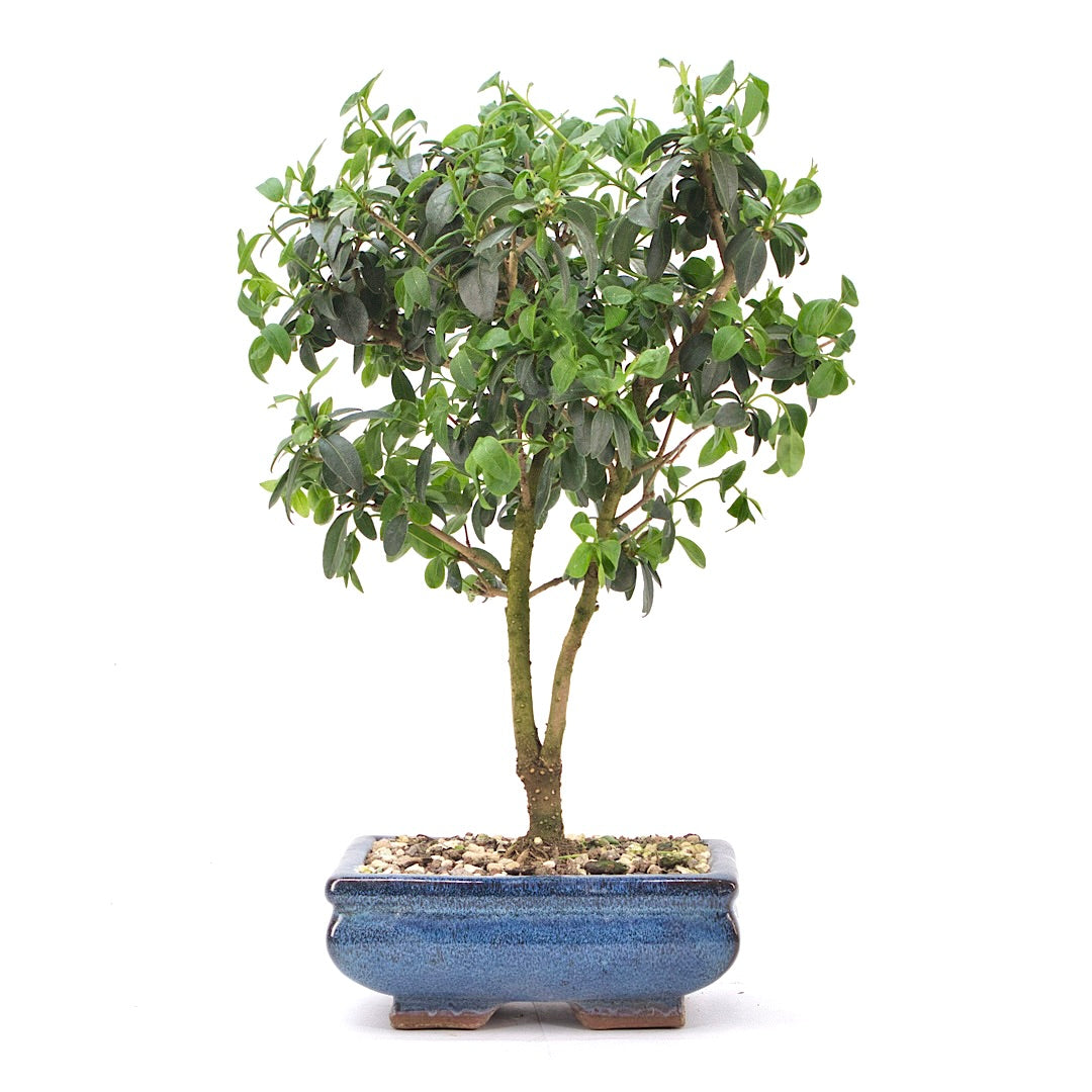 Gewöhnlichen Liguster ‚Ligustrum vulgare‘