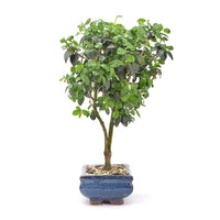 Gewöhnlichen Liguster ‚Ligustrum vulgare‘
