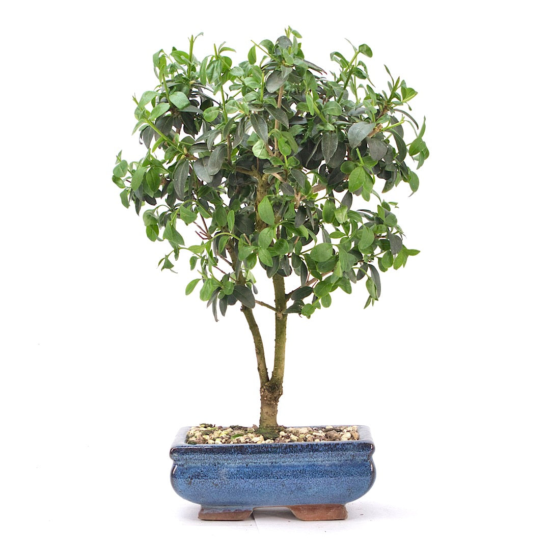 Gewöhnlichen Liguster ‚Ligustrum vulgare‘