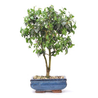 Gewöhnlichen Liguster ‚Ligustrum vulgare‘