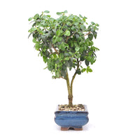 Gewöhnlichen Liguster ‚Ligustrum vulgare‘