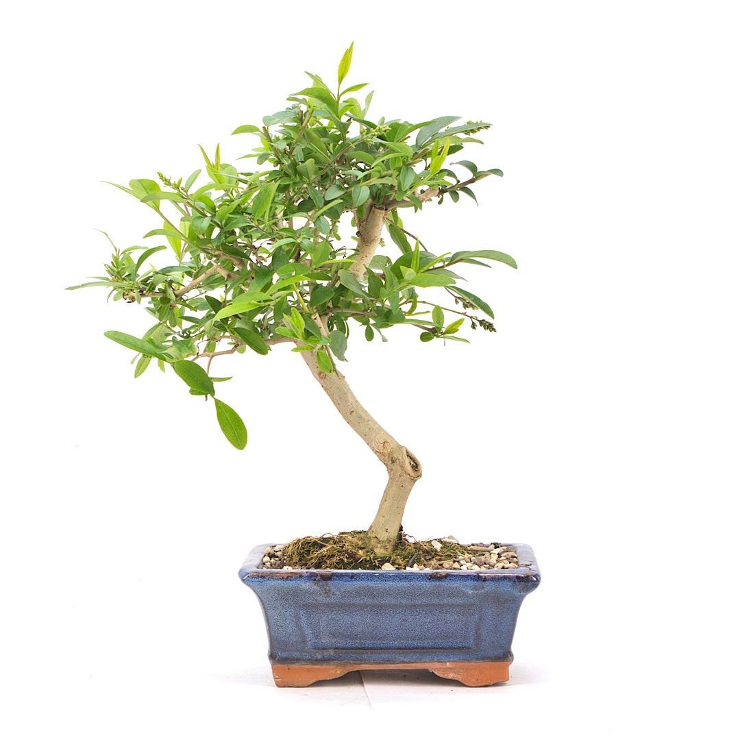 Gewöhnlichen Liguster ‚Ligustrum vulgare‘