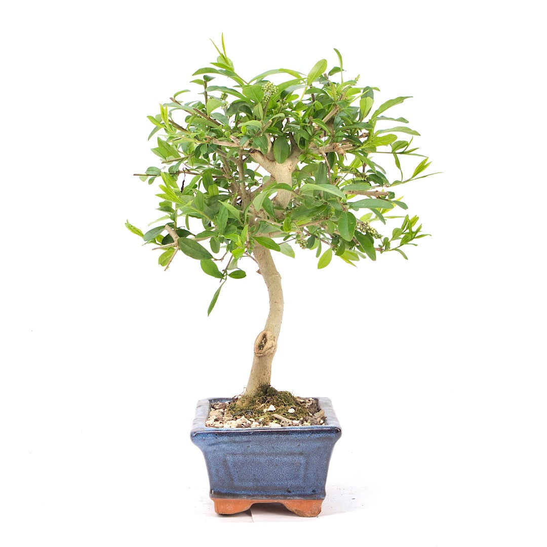 Gewöhnlichen Liguster ‚Ligustrum vulgare‘
