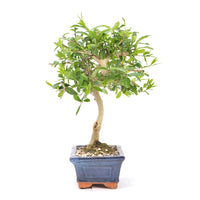 Gewöhnlichen Liguster ‚Ligustrum vulgare‘
