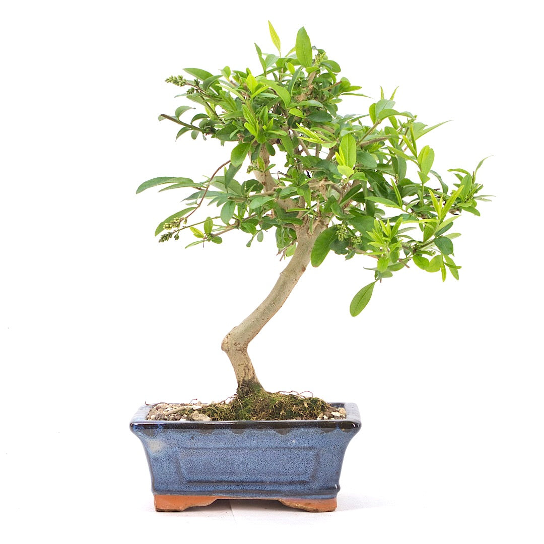 Gewöhnlichen Liguster ‚Ligustrum vulgare‘