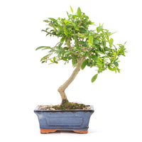 Gewöhnlichen Liguster ‚Ligustrum vulgare‘