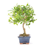 Gewöhnlichen Liguster ‚Ligustrum vulgare‘
