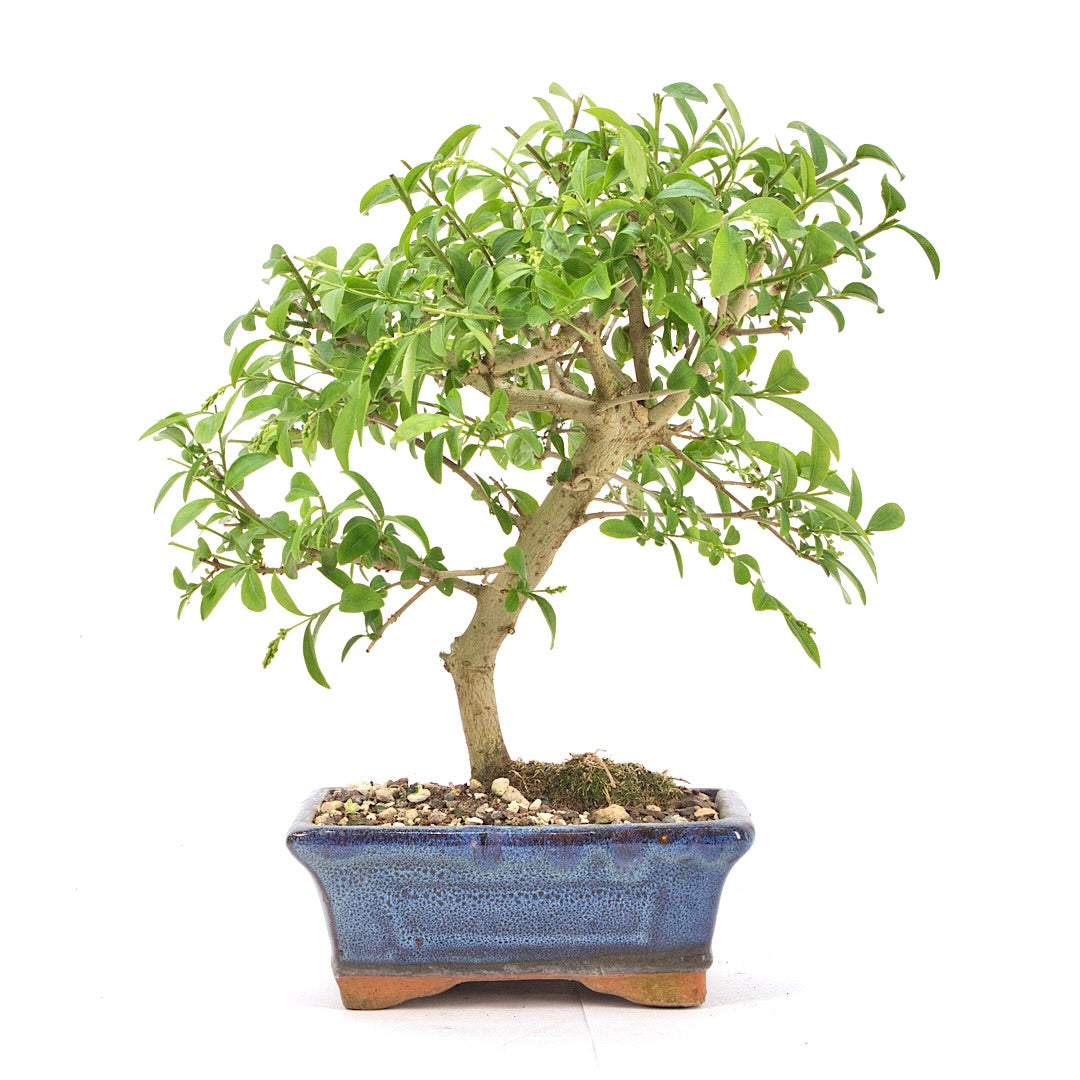 Gewöhnlichen Liguster ‚Ligustrum vulgare‘