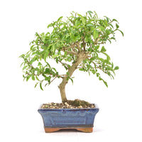 Gewöhnlichen Liguster ‚Ligustrum vulgare‘