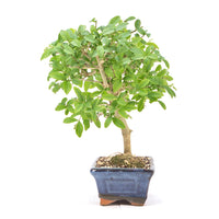 Gewöhnlichen Liguster ‚Ligustrum vulgare‘