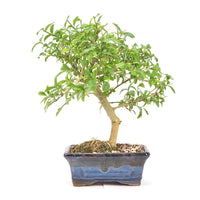 Gewöhnlichen Liguster ‚Ligustrum vulgare‘