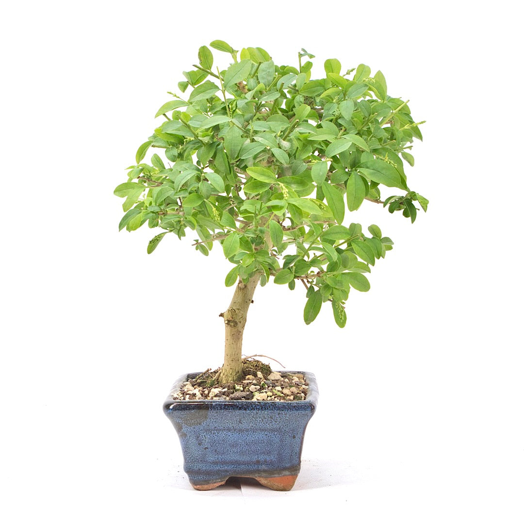 Gewöhnlichen Liguster ‚Ligustrum vulgare‘