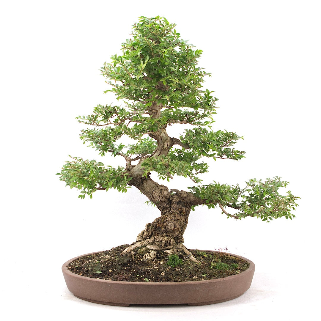 Japanische Ulme 'Ulmus japonica'