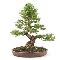 Japanische Ulme 'Ulmus japonica'