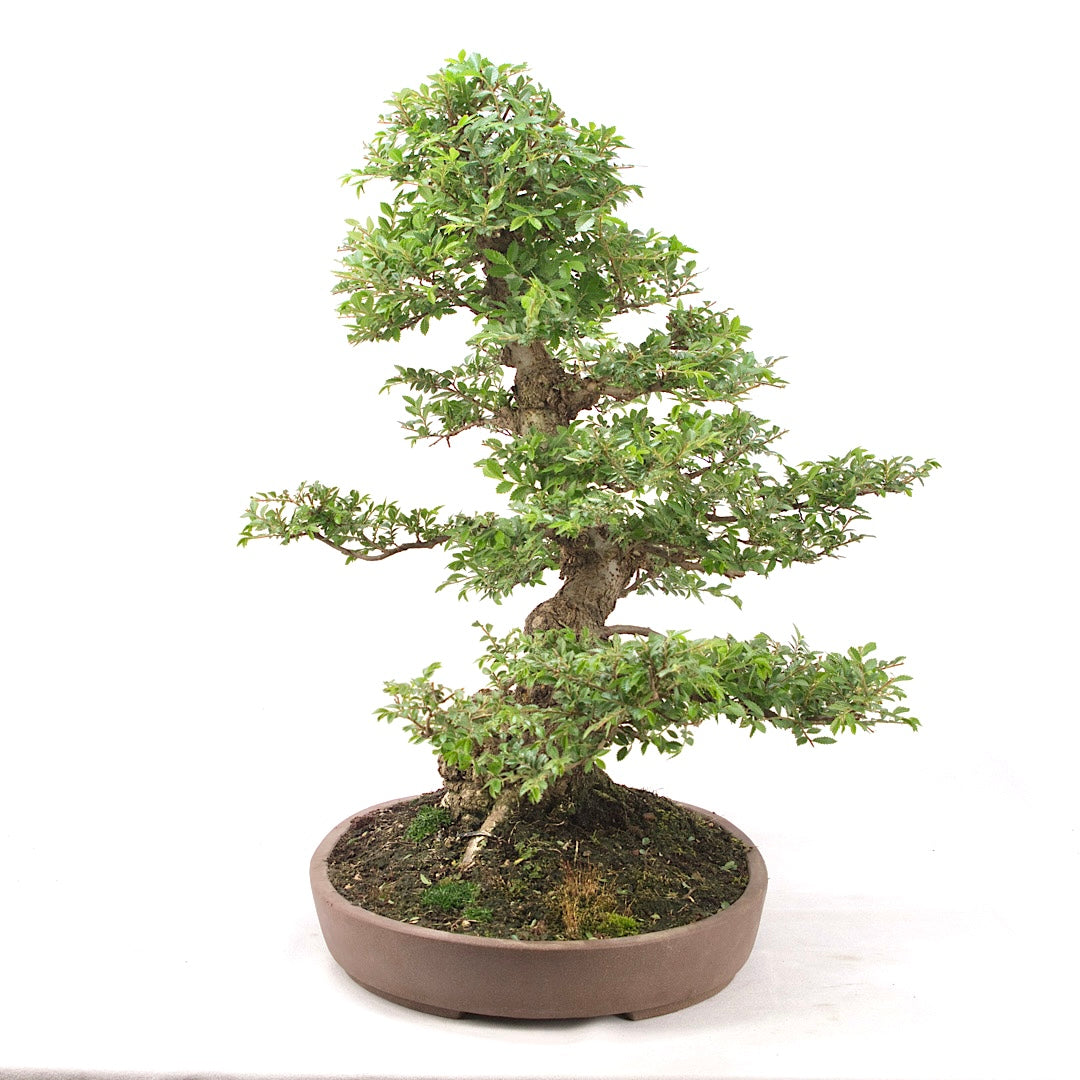 Japanische Ulme 'Ulmus japonica'