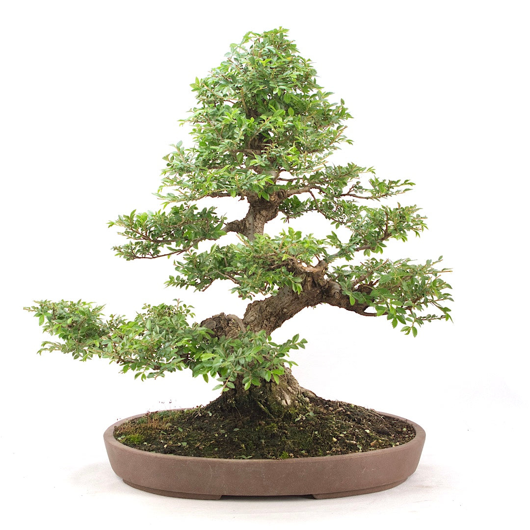 Japanische Ulme 'Ulmus japonica'