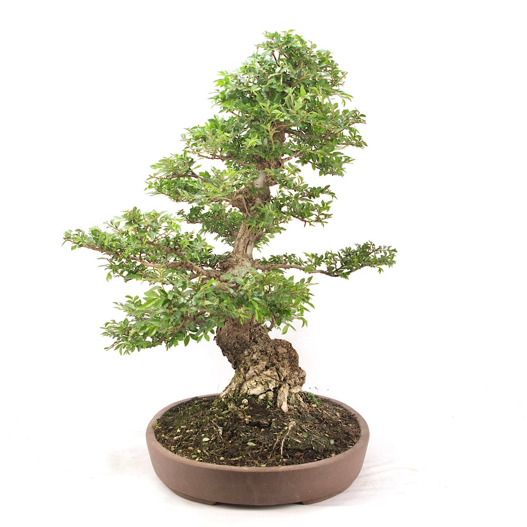 Japanische Ulme 'Ulmus japonica'