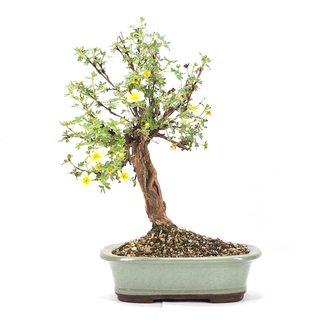 Weißer Fingerstrauch 'Potentilla fruticosa'