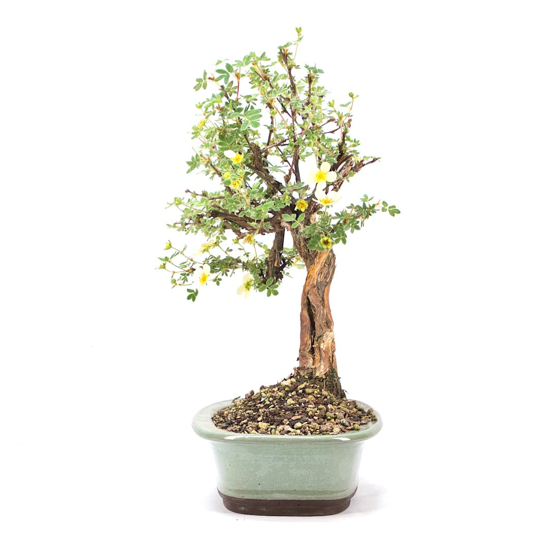 Weißer Fingerstrauch 'Potentilla fruticosa'