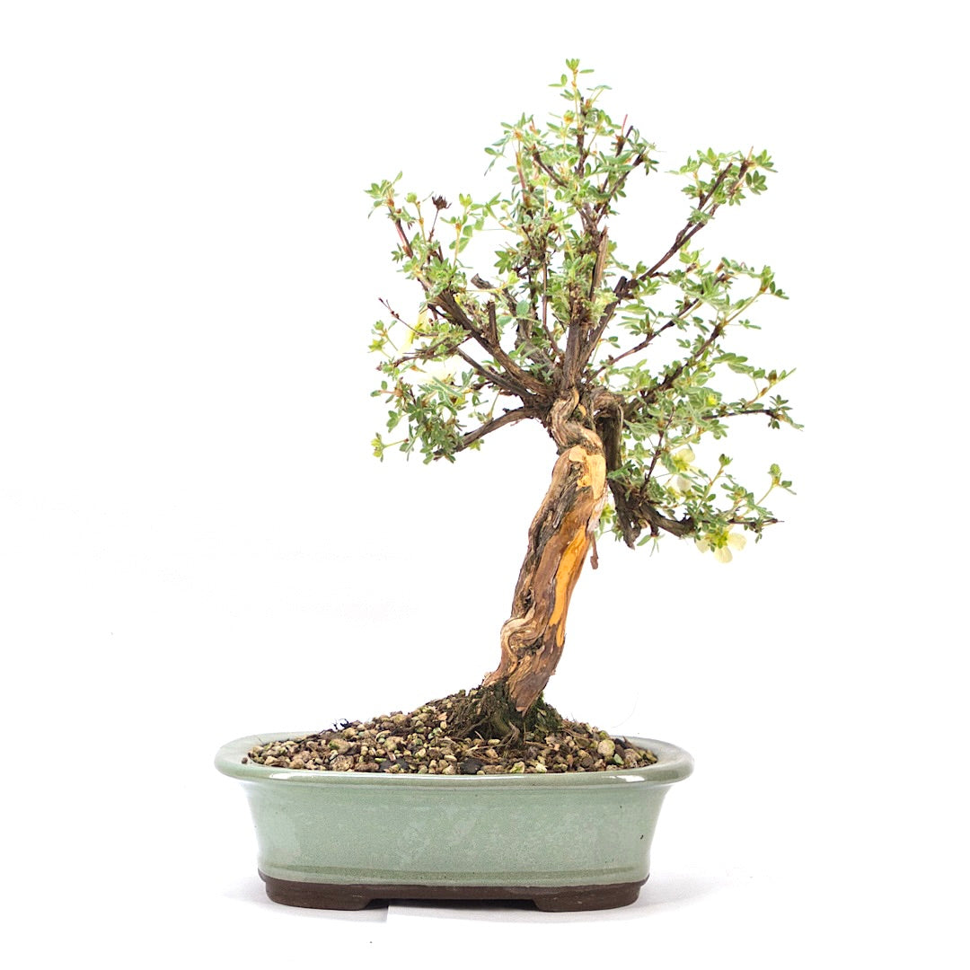 Weißer Fingerstrauch 'Potentilla fruticosa'