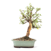 Weißer Fingerstrauch 'Potentilla fruticosa'