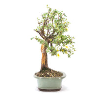 Weißer Fingerstrauch 'Potentilla fruticosa'