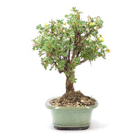 Weißer Fingerstrauch 'Potentilla fruticosa'
