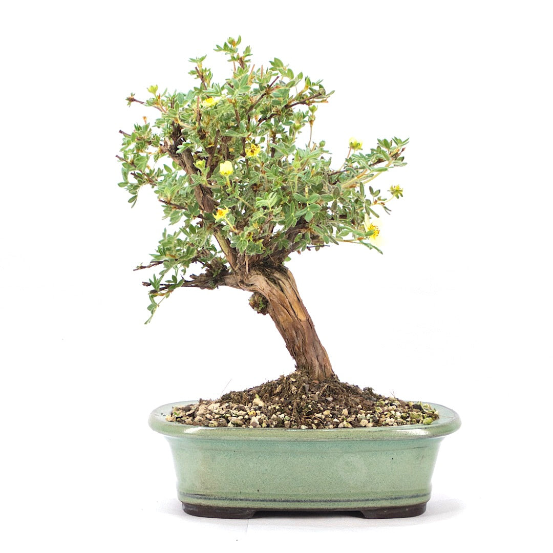 Weißer Fingerstrauch 'Potentilla fruticosa'